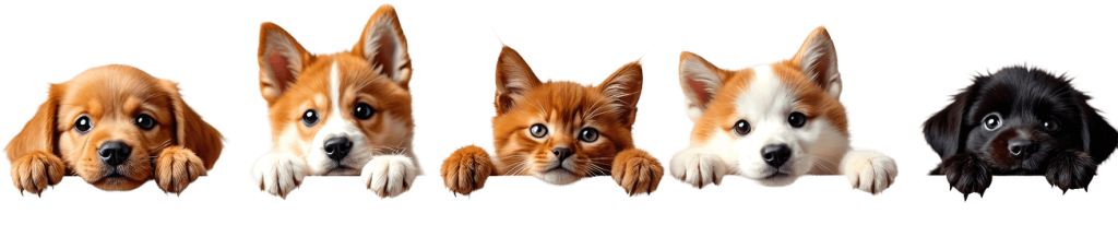 Pup & Polish - Pet Gromming in Cedar Park and Liberty Hill, TX