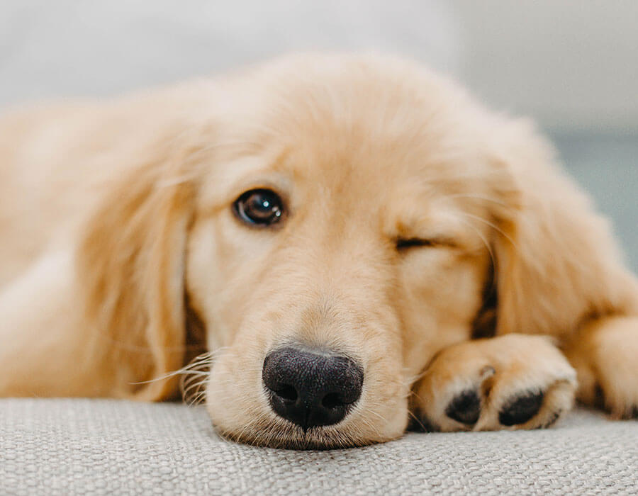 Premier & Pet Grooming in Cedar Park and Liberty Hill, TX