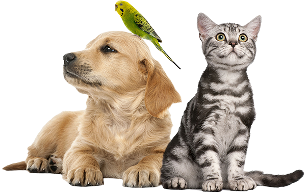 Pup & Polish - Pet Gromming in Cedar Park and Liberty Hill, TX