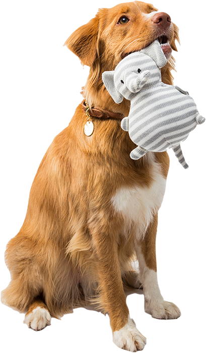 Pup & Polish - Pet Gromming in Cedar Park and Liberty Hill, TX